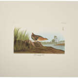 58 reproduction prints from Birds of North America - Foto 6