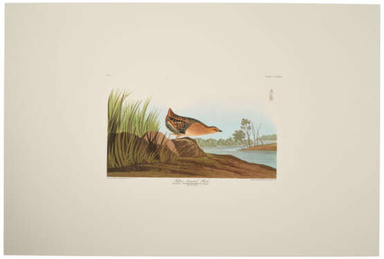 58 reproduction prints from Birds of North America - photo 6