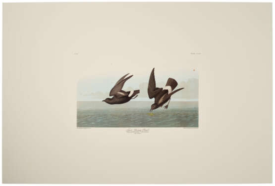 58 reproduction prints from Birds of North America - photo 7