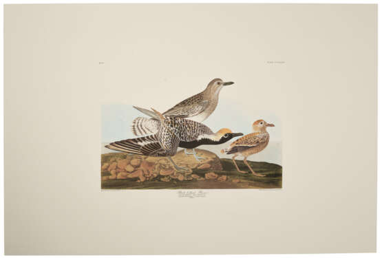 58 reproduction prints from Birds of North America - Foto 8