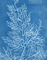ANNA ATKINS (1799-1871)