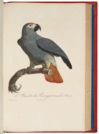 Histoire naturelle des perroquets - фото 8