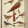 American Ornithology - Auktionspreise