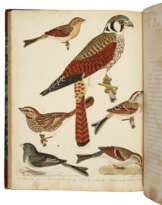 American Ornithology