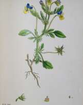 Sowerby, J.