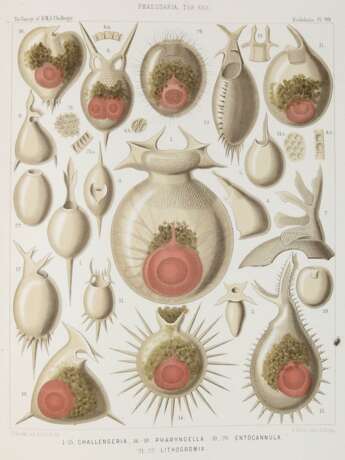 Haeckel, E. - photo 3