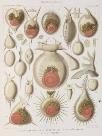 Haeckel, E. - Foto 3