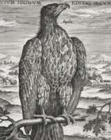 Collaert, A.