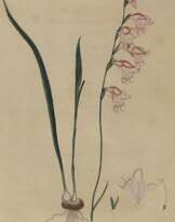 Gladiolus Carneus.