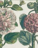 De Passe, Crispin d.J. (Cripsin II)