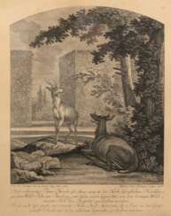 Ridinger, Joh. Elias (1698 Ulm-1767 Augsburg) &quot;Tann-Hirsch&quot;, Kupferstich, 40x31,5 cm, hinter Glas und Rahmen