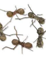 RAFAEL GÓMEZBARROS (B. 1972)