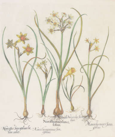 BASILIUS BESLER, Narcissus maior Iunci, Auszug aus dem Hortus Eystettensis, Kupferstich, Altkoloriert, 17. Jahrhundert - фото 1