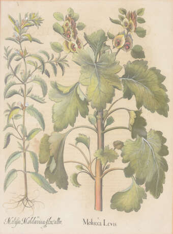 BASILIUS BESLER, Molucca Levis, Auszug aus dem Hortus Eystettensis, Kupferstich, Altkoloriert, 17. Jahrhundert - Foto 1