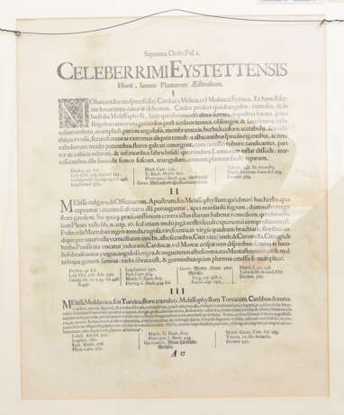 BASILIUS BESLER, Molucca Levis, Auszug aus dem Hortus Eystettensis, Kupferstich, Altkoloriert, 17. Jahrhundert - Foto 2