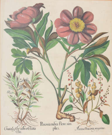 BASILIUS BESLER, Poeonia rubra flore sim, Auszug aus dem Hortus Eystettensis, Kupferstich, Altkoloriert, 17. Jahrhundert - Foto 1