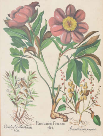 BASILIUS BESLER, Poeonia rubra flore sim, Auszug aus dem Hortus Eystettensis, Kupferstich, Altkoloriert, 17. Jahrhundert - фото 2