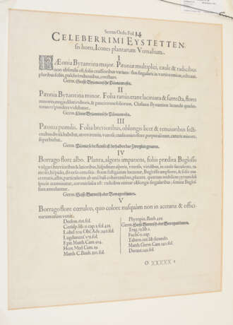 BASILIUS BESLER, Poeonia rubra flore sim, Auszug aus dem Hortus Eystettensis, Kupferstich, Altkoloriert, 17. Jahrhundert - Foto 3