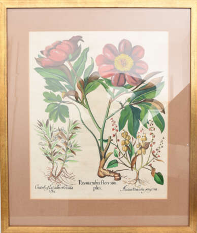 BASILIUS BESLER, Poeonia rubra flore sim, Auszug aus dem Hortus Eystettensis, Kupferstich, Altkoloriert, 17. Jahrhundert - photo 4