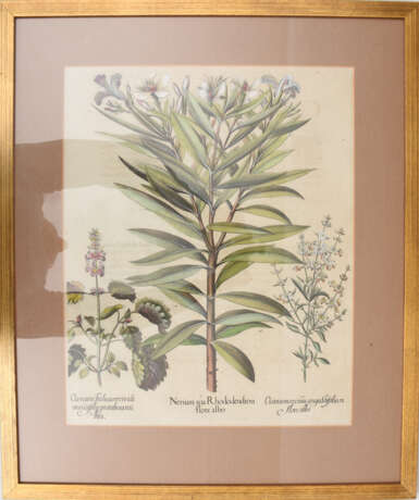 BASILIUS BESLER, Nerium seu Rhododendron, Auszug aus dem Hortus Eystettensis, Kupferstich, Altkoloriert, 17. Jahrhundert - Foto 2