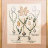BASILIUS BESLER, Tulipea Lutea, Auszug aus dem Hortus Eystettensis, Kupferstich, Alterkoloriert, 17. Jh - photo 1