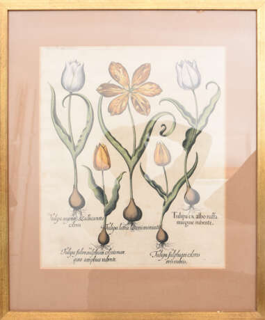 BASILIUS BESLER, Tulipea Lutea, Auszug aus dem Hortus Eystettensis, Kupferstich, Alterkoloriert, 17. Jh - Foto 1