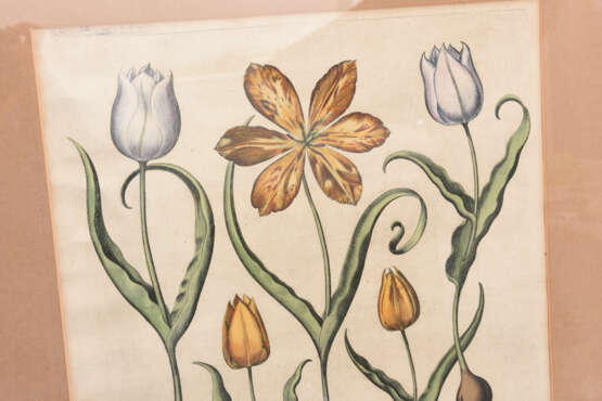 BASILIUS BESLER, Tulipea Lutea, Auszug aus dem Hortus Eystettensis, Kupferstich, Alterkoloriert, 17. Jh - Foto 2