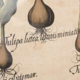 BASILIUS BESLER, Tulipea Lutea, Auszug aus dem Hortus Eystettensis, Kupferstich, Alterkoloriert, 17. Jh - фото 3