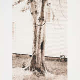 David Hammons. Money Tree (for Parkett 31) - фото 1