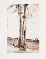 David Hammons. Money Tree (for Parkett 31)