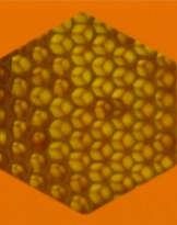 Diana Thater. Untitled (for Parkett 60)