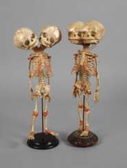 Zwei anatomische Modelle