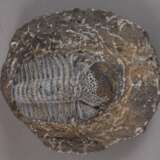 Trilobit - фото 2