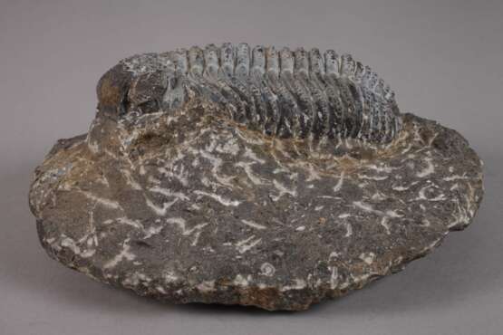 Trilobit - фото 3