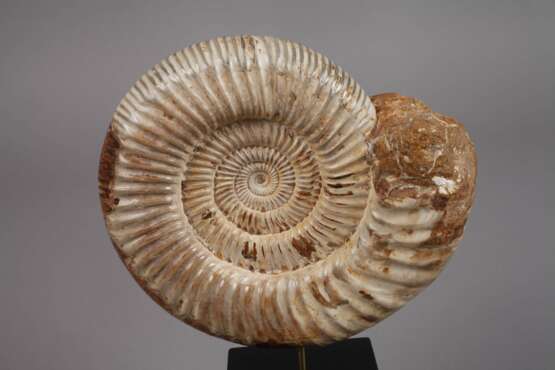 Ammonit - фото 2
