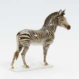 Zebra - photo 1