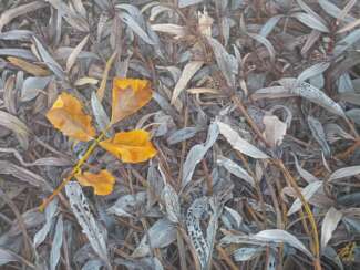 La feuille jaune. Yellow leaf.