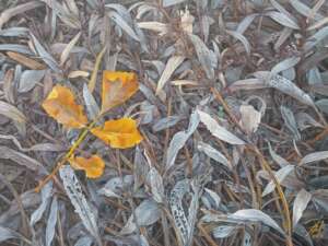 Жёлтый лист. Yellow leaf.