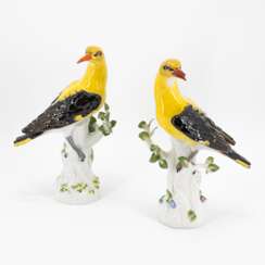 TWO GOLDEN ORIOLES ON TREE TRUNKS