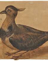 Italian School. Lapwing (from the left)