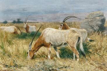 Richard Friese. Antelopes