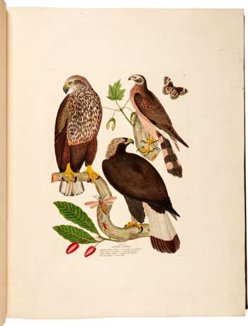 Captain Thomas Brown | Illustrations of the American ornithology. Edinburgh, [1831]-1835, the dedicatee’s large-paper copy with superior colour - photo 1