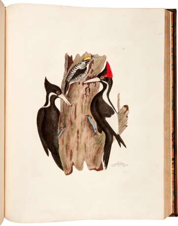 Captain Thomas Brown | Illustrations of the American ornithology. Edinburgh, [1831]-1835, the dedicatee’s large-paper copy with superior colour - Foto 3