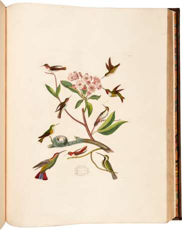 Captain Thomas Brown | Illustrations of the American ornithology. Edinburgh, [1831]-1835, the dedicatee’s large-paper copy with superior colour - Foto 4