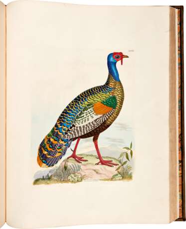Captain Thomas Brown | Illustrations of the American ornithology. Edinburgh, [1831]-1835, the dedicatee’s large-paper copy with superior colour - Foto 5