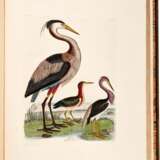 Captain Thomas Brown | Illustrations of the American ornithology. Edinburgh, [1831]-1835, the dedicatee’s large-paper copy with superior colour - Foto 6