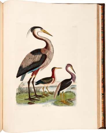 Captain Thomas Brown | Illustrations of the American ornithology. Edinburgh, [1831]-1835, the dedicatee’s large-paper copy with superior colour - photo 6