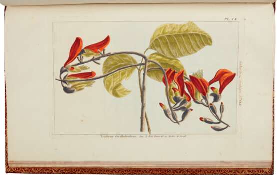 Pierre Joseph Buc’hoz | Herbier colorié de l’Amerique. Paris, 1783, 2 volumes, rare colour plates of American flora - photo 2