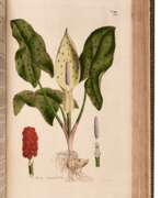 Уильям Кертис. William Curtis | Flora Londinensis. London, 1777-1828, an important survey of London flora