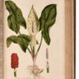 William Curtis | Flora Londinensis. London, 1777-1828, an important survey of London flora - Аукционные цены